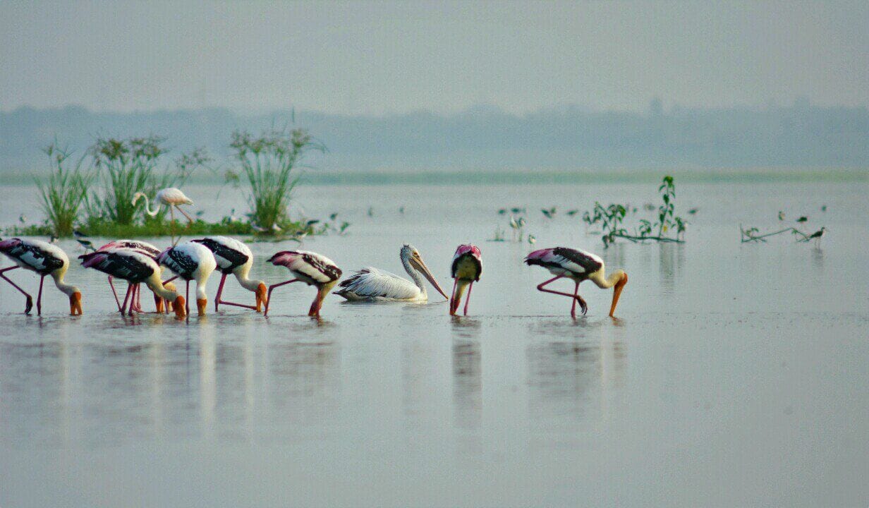 ousteri-lake-puducherry-featured